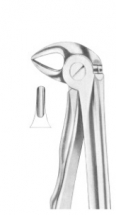  Fig. 33S lower roots for children 